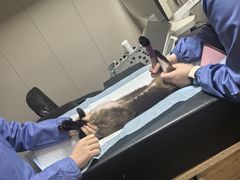 -半岛宠物医院24小时·内窥镜·牙科·碎石中心(府城大道店)