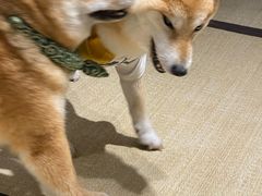 -逗柴咖啡屋·狗咖猫咖宠物桌游