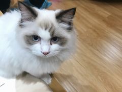 -滚猫咖啡·猫咖·猫友好撸猫(未来城店)