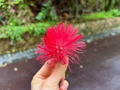 -金鸡山公园