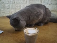 -平行世界·猫咖(首经贸店)