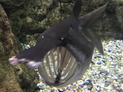 -迪拜水族馆及水下动物园