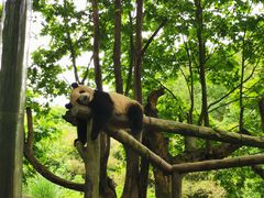 -都江堰中华大熊猫苑