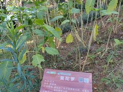 -墨江北回归线标志园