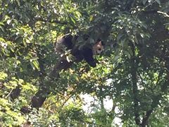 -成都大熊猫繁育研究基地