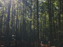 -山王坪喀斯特国家生态公园