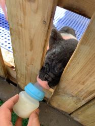 -萌宠亲子动物乐园(槐房万达店)