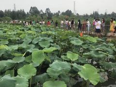 -三圣花乡旅游区