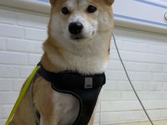 -北京佳信宠物医院