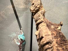 -酷以爬仙阁实体爬宠店·守宫·蜥蜴·专业繁育