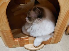 -藏猫猫咖啡主题馆(中央大道店)