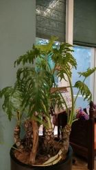 -娇玫荟SPA