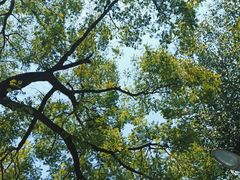 -北京大学燕东园