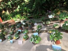 -深圳仙湖植物园
