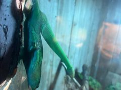 -上海大自然野生昆虫馆