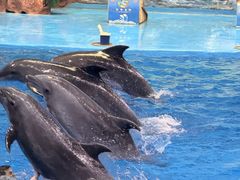 -多彩贵州城极地海洋世界