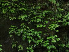 -瓦屋山景区
