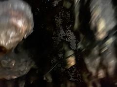 -怀托摩萤火虫洞