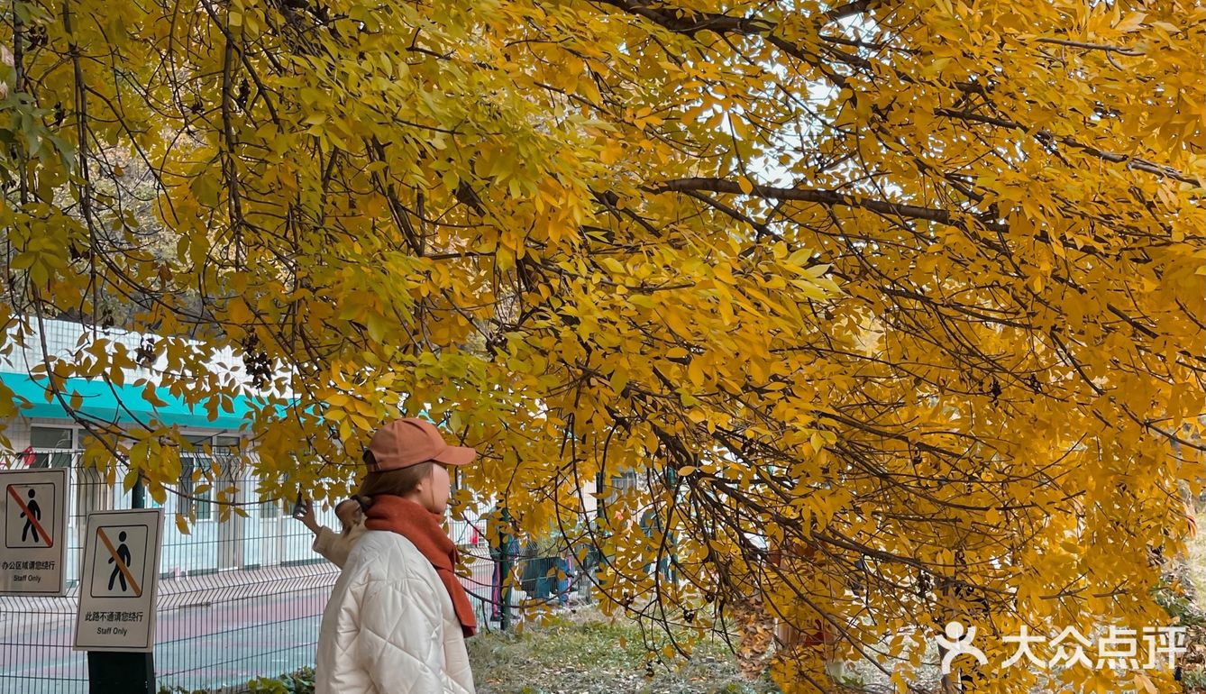 北京赏秋拍照|别拍银杏了，来拍奥森的神树吧