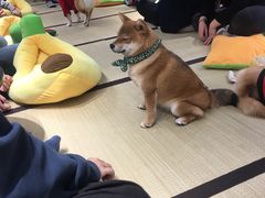 -逗柴咖啡屋·狗咖猫咖宠物桌游