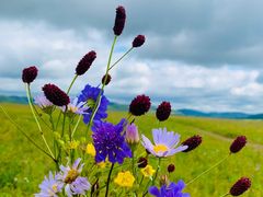 -塞罕坝国家级自然保护区