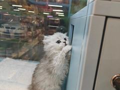 -FAELING PETS美天灵宠物(合生汇店)