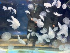 -海合安成都极地海洋公园