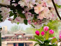 -海棠花溪(元大都城垣遗址公园)