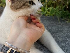 -金鸡湖桃花岛
