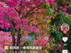 -沉瓯 福鼎白茶(洛川中路店)