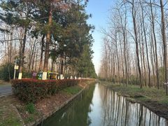 -合肥滨湖国家森林公园