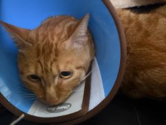 -汪喵宠物医院·骨科心脏影像·犬猫急重症ICU诊疗中心(成华分院)