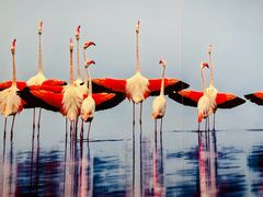 -罗红摄影艺术馆