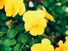 -商丘市人民公园