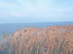 -上海吴淞炮台湾国家湿地公园