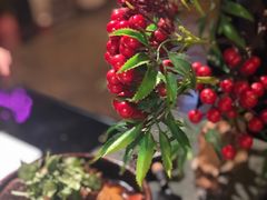 -魔厨私房菜(观音桥店)