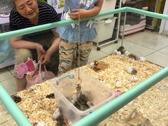 -钓仓鼠(洋桥北里小区店)