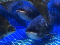 -姜君·千岛湖鱼头馆(浦东大道店)