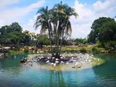 -奥兰多迪士尼动物王国乐园