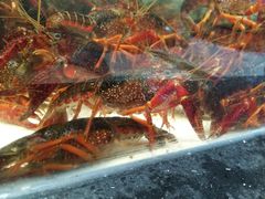 -苏果好的便利(小卫街店)