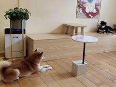 -喜柴咖啡·柴犬狗咖