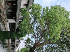 -黎里古镇