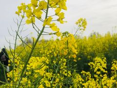 -中国天府农业博览园