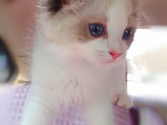 -Bastet sally猫舍购宠(静安店)