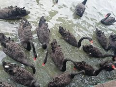 -五缘湾湿地公园