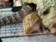 -酷以爬仙阁实体爬宠店·守宫·蜥蜴·专业繁育