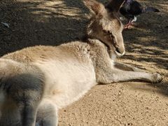 -费瑟代尔野生动物园