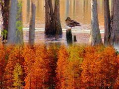 -白鹭湾湿地公园