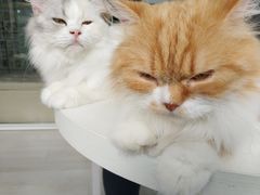 -喵的天空名猫咖啡馆·撸猫·猫舍·用品