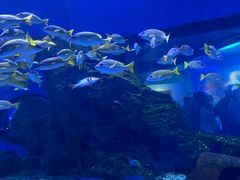 -海合安武汉极地海洋公园